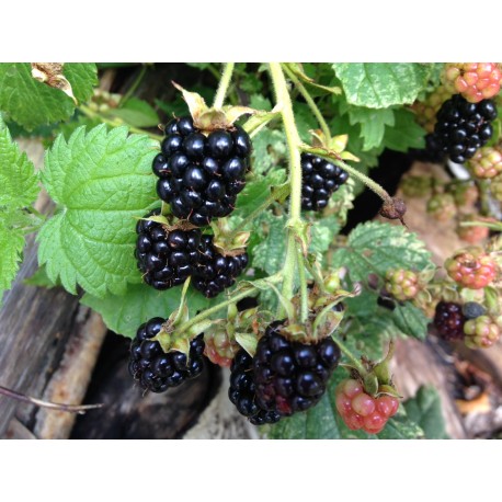 Fleetwood Mac & Stevie Nicks 20 Hits CDG